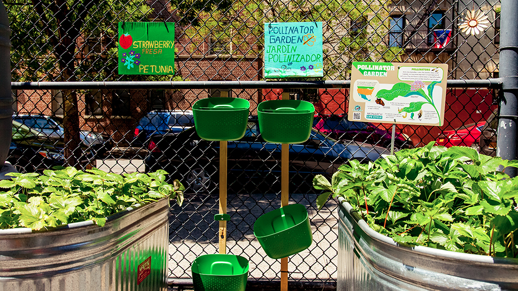 The school garden behind a fenced in area